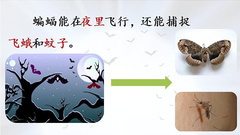 部编版四年级语文上册 第二单元 6.夜间飞行的秘密 课件06