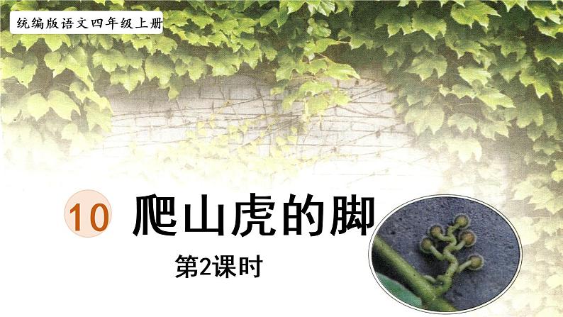 部编版四年级语文上册 第三单元 10.爬山虎的脚 课件01