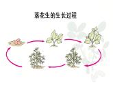 部编版五年级语文上册 第一单元 2.落花生 课件