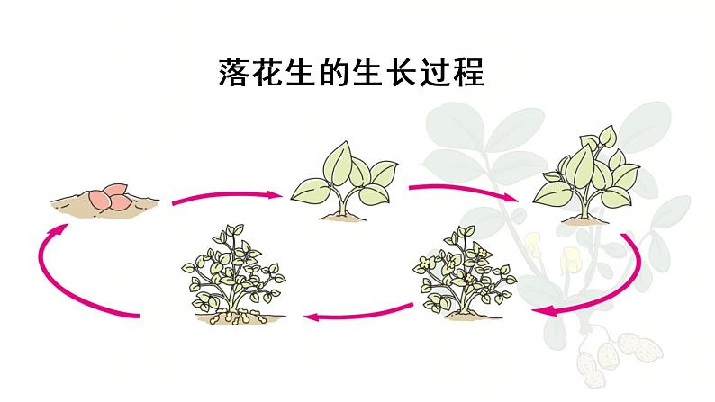 部编版五年级语文上册 第一单元 2.落花生 课件05