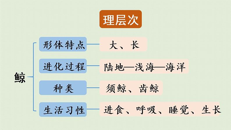 鲸PPT课件免费下载05