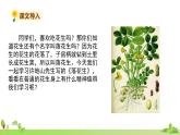 部编语文五年级上册 2 《落花生》PPT课件+素材