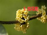 部编语文五年级上册 3 《桂花雨》PPT课件+素材