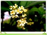 部编语文五年级上册 3 《桂花雨》PPT课件+素材