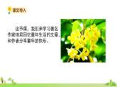 部编语文五年级上册 3 《桂花雨》PPT课件+素材