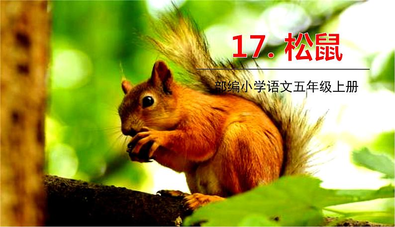 部编语文五年级上册 17 《松鼠》PPT课件+素材01