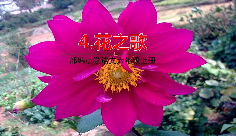 部编语文六年级上册 4.《花之歌》PPT课件第1页