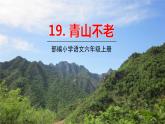 部编语文六年级上册 20.《青山不老》PPT课件