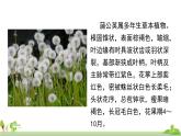 部编版语文三年级上册 16.《金色的草地》PPT课件+素材