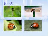 三年级下册语文课件：1.4 昆虫备忘录 （11张PPT）  人教部编版