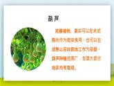 2021部编版小学语文二年级上册《我要的是葫芦》课件