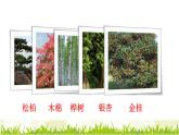 部编版二年级上册语文 第2单元 2.树之歌品读释疑课件