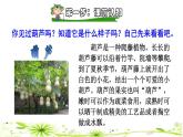 部编版二年级上册语文 第5单元 14  我要的是葫芦课前预习课件