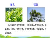 部编版二年级上册语文 第8单元 24  风娃娃课前预习课件