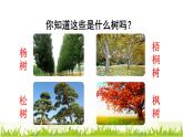 部编版二年级上册语文 第2单元 2.树之歌初读感知课件