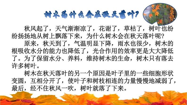 部编版三年级上册语文授课课件 第2单元 5.铺满金色巴掌的水泥道课前预习课件04