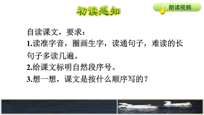 部编版四年级上册语文 第六单元 18.牛和鹅初读感知课件03