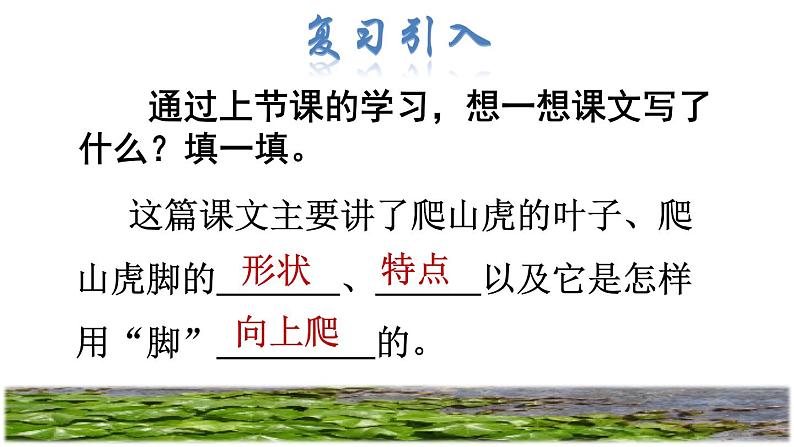 部编版四年级上册语文 第三单元 10爬山虎的脚品读释疑课件第2页