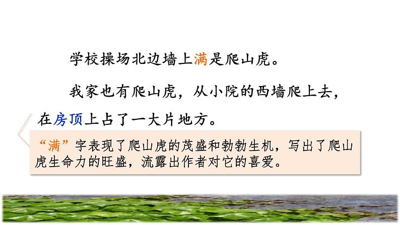 部编版四年级上册语文 第三单元 10爬山虎的脚品读释疑课件第6页