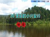 部编版三年级上册语文授课课件 第6单元  20 美丽的小兴安岭初读感知课件