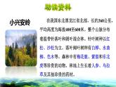 部编版三年级上册语文授课课件 第6单元  20 美丽的小兴安岭初读感知课件