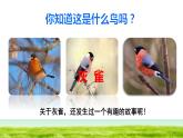 部编版三年级上册语文授课课件 第8单元 26  灰雀初读感知课件