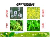 部编版二年级上册语文 3.植物妈妈有办法初读感知课件
