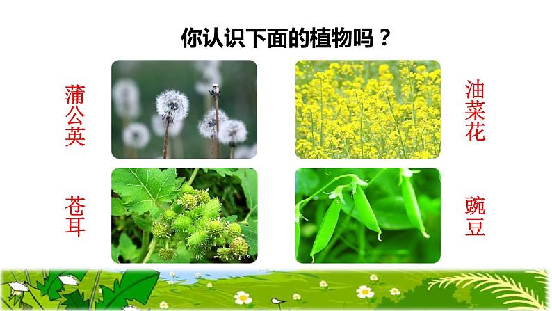 部编版二年级上册语文 3.植物妈妈有办法初读感知课件02