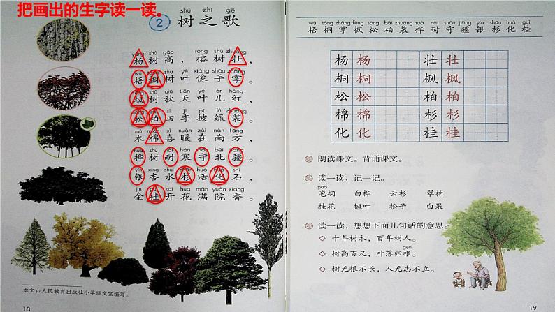 部编版二年级上册语文 2.树之歌初读感知课件第5页