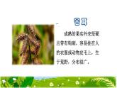 部编版二年级上册语文 第1单元 3.植物妈妈有办法课前预习课件