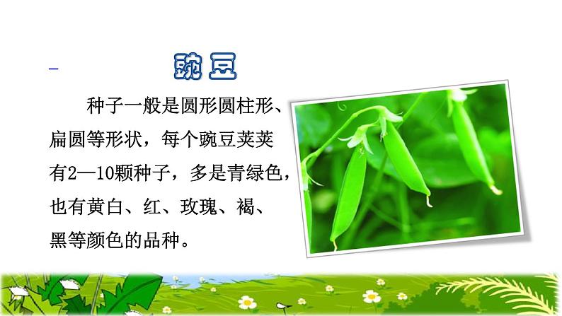 部编版二年级上册语文 第1单元 3.植物妈妈有办法课前预习课件05