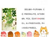 人教部编版五年级上册语文 《落花生》第一课时 课件