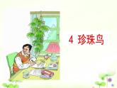 人教部编版五年级上册语文《珍珠鸟》课件