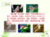 人教部编版五年级上册语文《珍珠鸟》课件