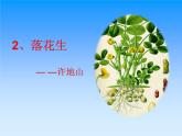 部编版五年级上册语文《落花生》课件2
