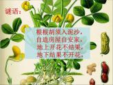部编版五年级上册语文《落花生》课件2