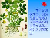 部编版五年级上册语文《落花生》课件2