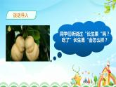 人教部编版五年级语文上册《我的“长生果”》课件
