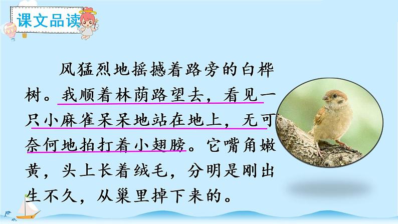 16麻雀（教案+课件+单元预习课）05