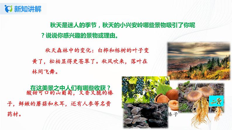 20.《美丽的小兴安岭》第二课时课件第8页