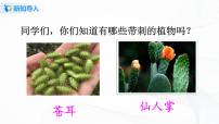 人教部编版三年级上册23 带刺的朋友教学课件ppt