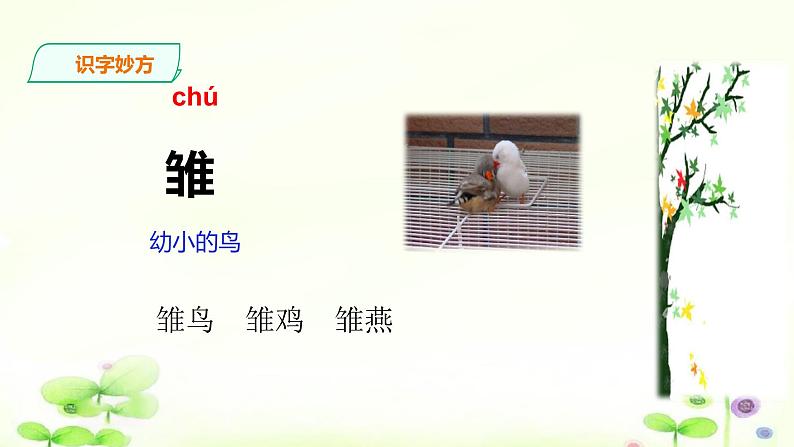 4《珍珠鸟》课件第5页