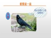 部编版一年级语文上册《乌鸦喝水》PPT教学课件 (6)