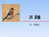 部编版三年级语文上册《灰雀》PPT课文课件 (4)