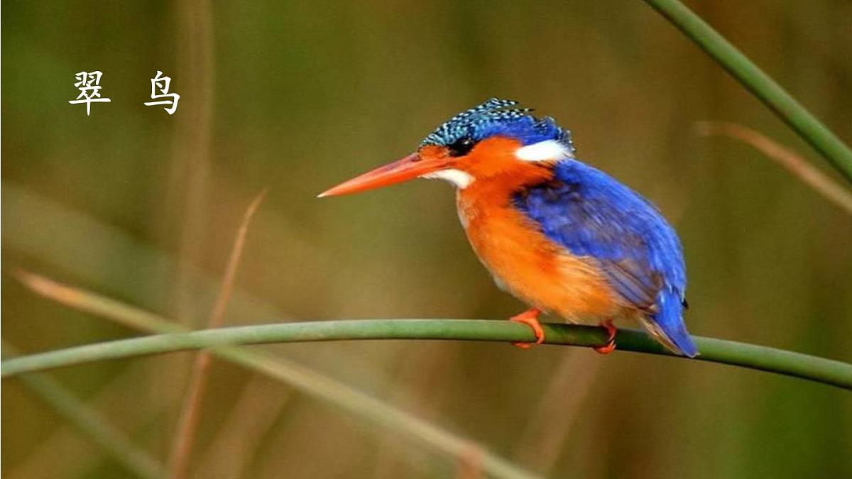 部编版三年级语文上册《搭船的鸟》PPT课文课件 (3)第3页