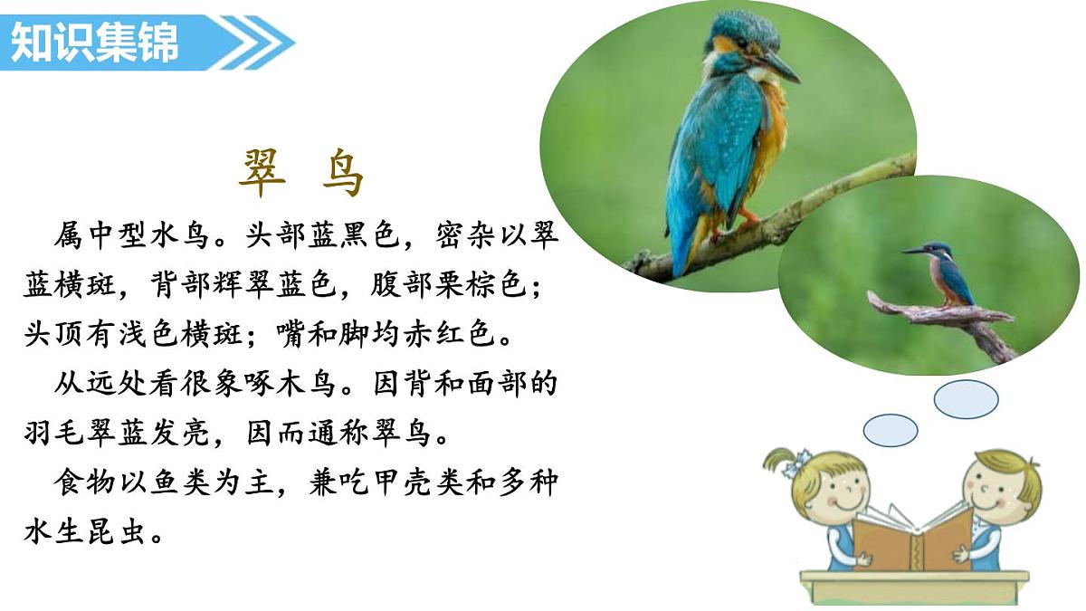 部编版三年级语文上册《搭船的鸟》PPT课文课件 (3)第5页