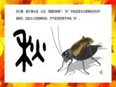 部编版三年级语文上册《听听，秋的声音》PPT优质课件下 (4)