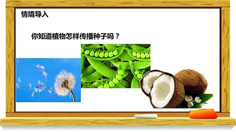 2021-2022学年部编版二年级上册语文植物妈妈有办法课件PPT02