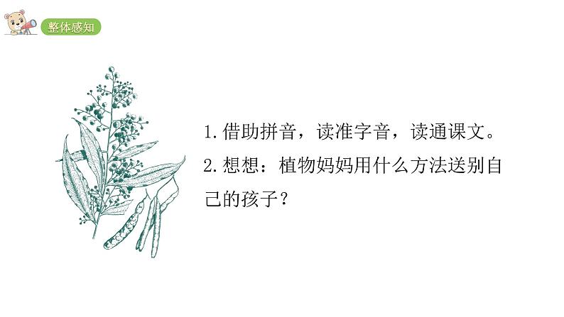 2021-2022学年部编版二年级上册语文3.植物妈妈有办法课件PPT03