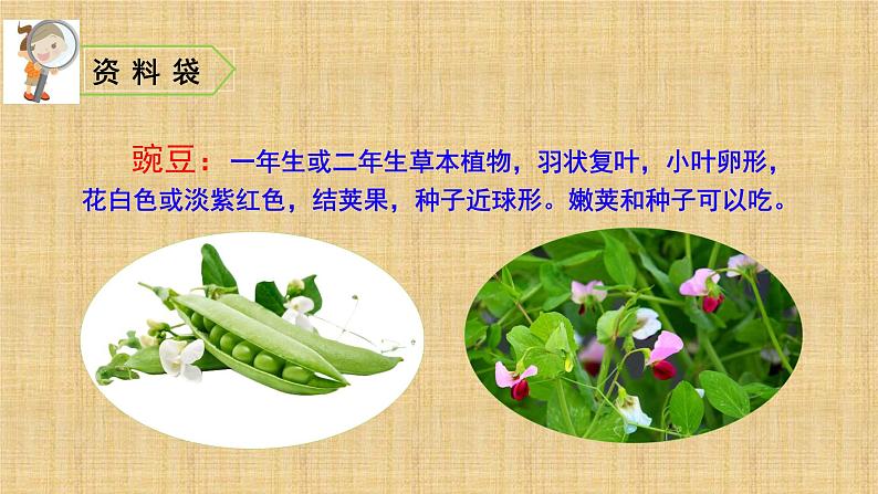 四年级上册第二单元 课文5 一个豆荚里的五粒豆课件PPT第3页
